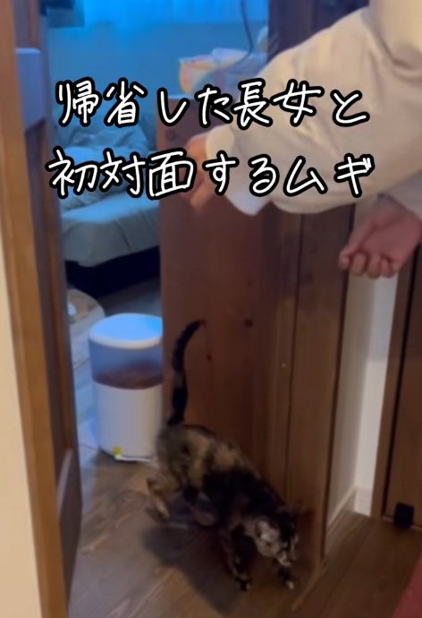 ドアを開ける女性とドアから出てくる猫