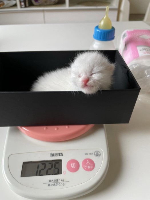 箱の中にいる目が開いていない子猫
