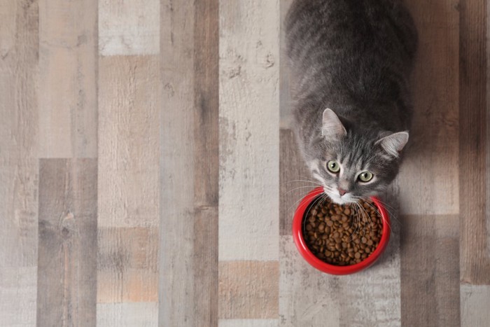 フード皿の前で上を見上げる可愛い猫