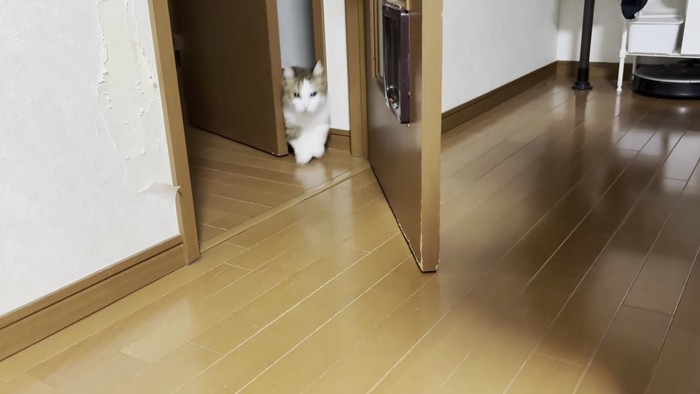 ドアから出てくる猫の写真1