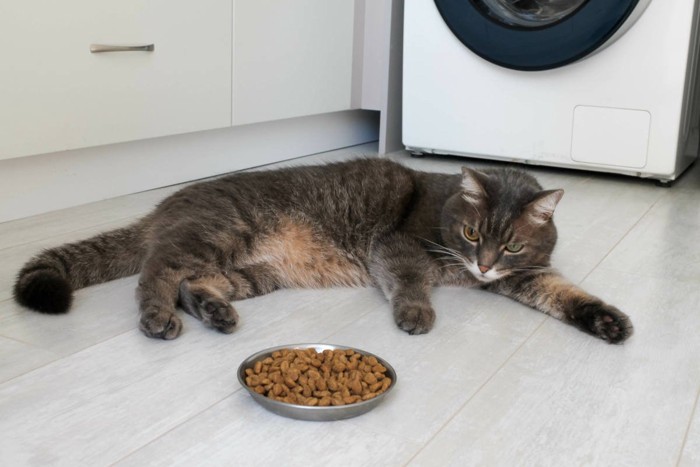 フードを前に寝転ぶ猫