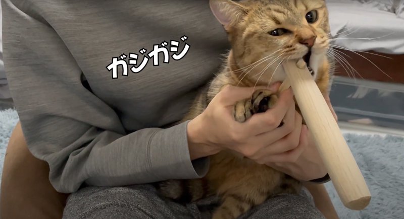 杵をかじる猫