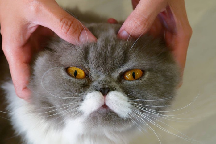 マッサージをしている猫