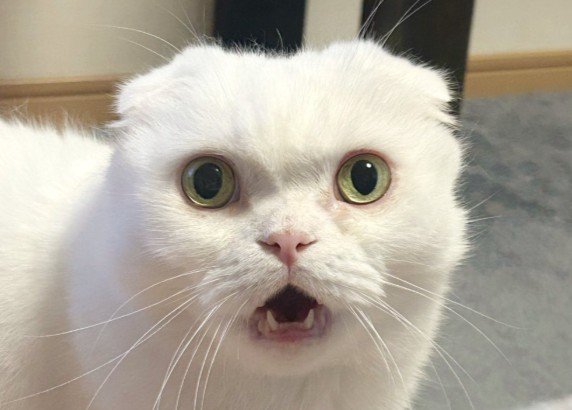 ごはんをさらに要求する猫