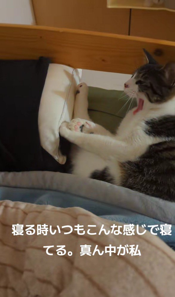 ベッドであくびをする猫