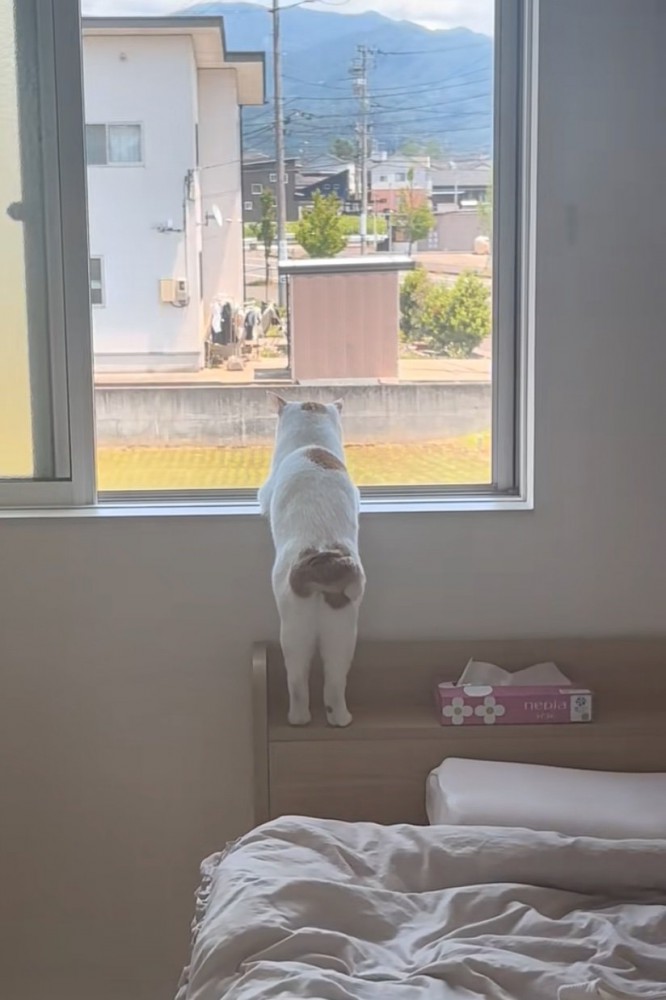 窓の外を眺める猫の後ろ姿2