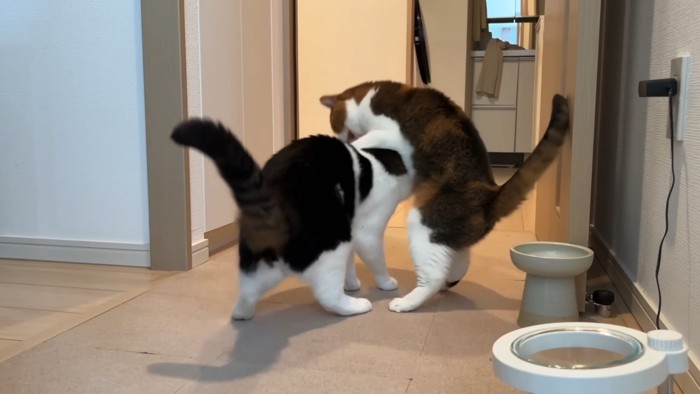 うま次郎くんに乗り上げるライラちゃん