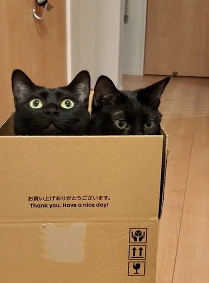 段ボールの中から顔を出す2匹の黒猫