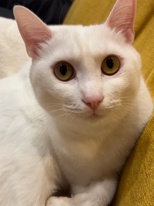 カメラ目線の猫の顔