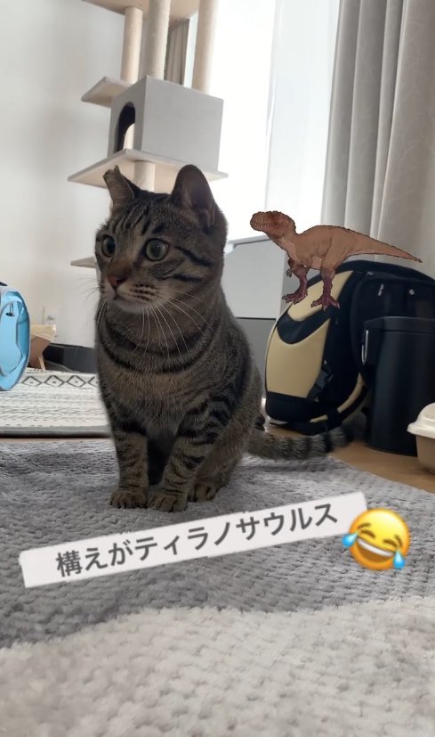 両前足を揃えてお座りをしながら画面左奥を見つめる猫