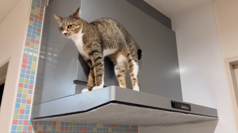 視線を寄越す猫