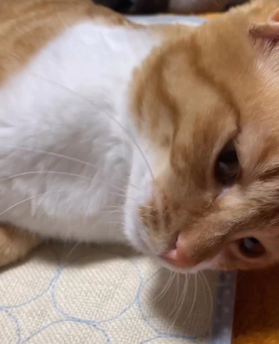 うっとりとした表情になる猫