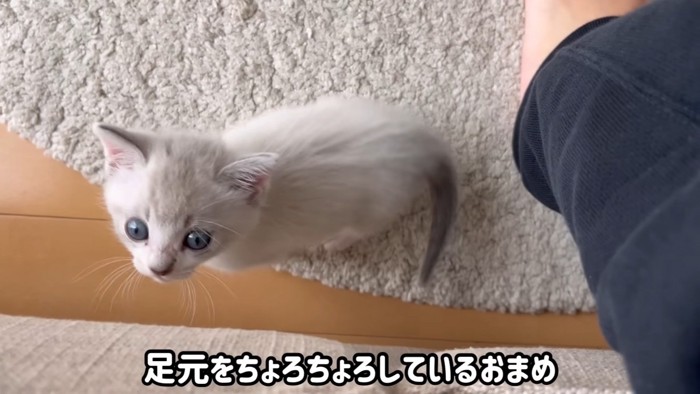 見上げる猫