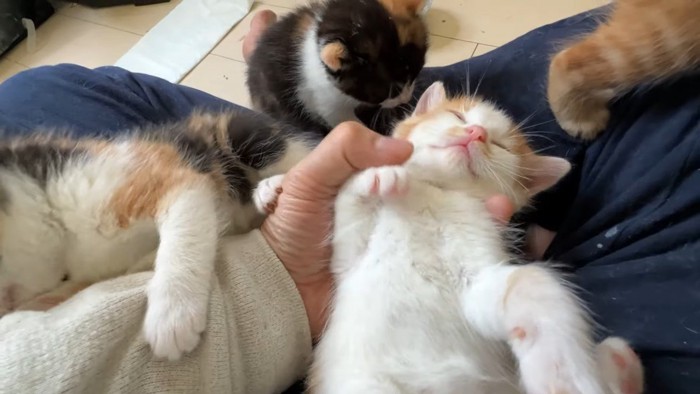 子猫集合