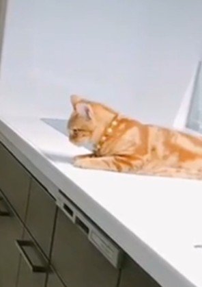 見下ろす茶トラ