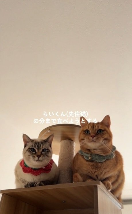 座っているサバ白猫と同居猫