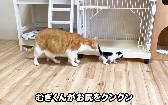 追いかける猫