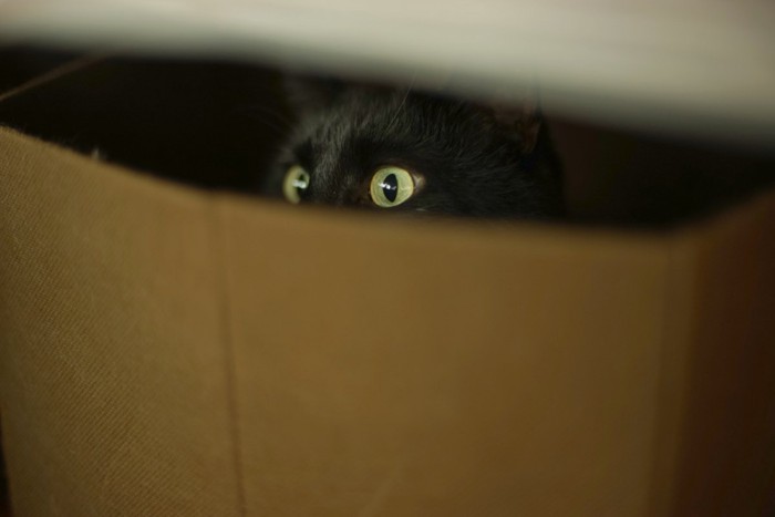 覗く猫