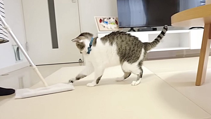 尻尾を上げ、腰が少し引けた状態で猫パンチする猫