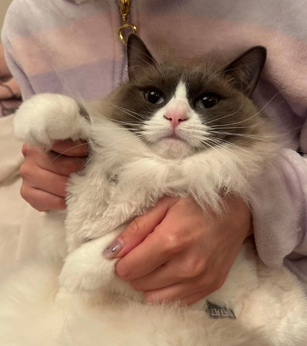 抱っこされるぷあちゃん