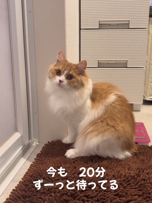 横を向く成猫