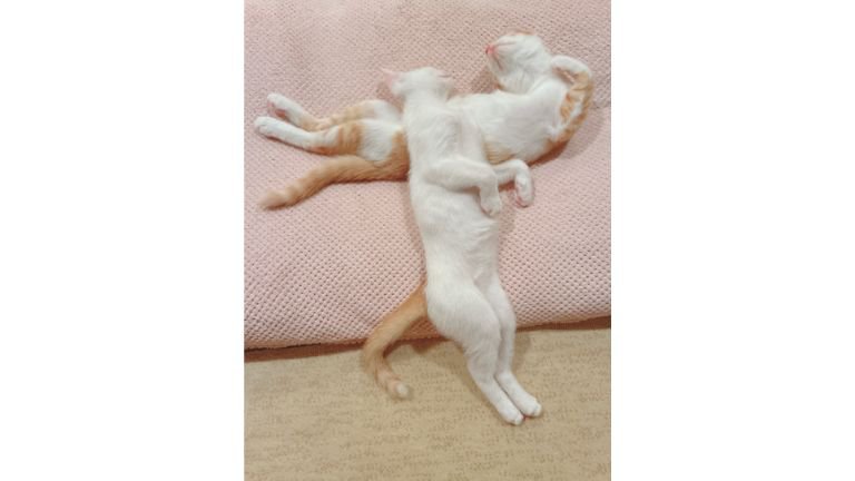 寝ている子猫
