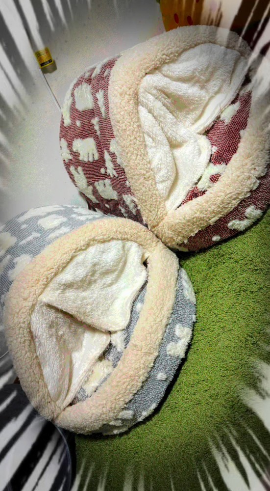 2つ並べられた猫用ベッド