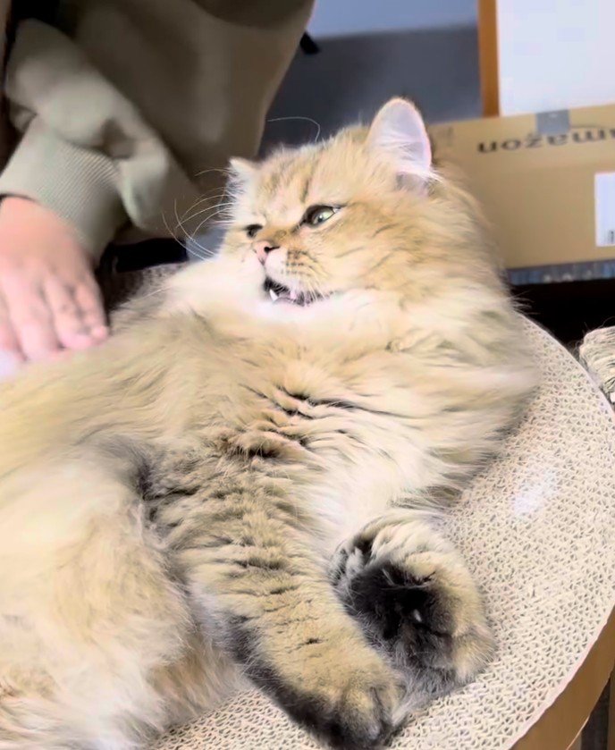 ブラシされる猫と人間の手