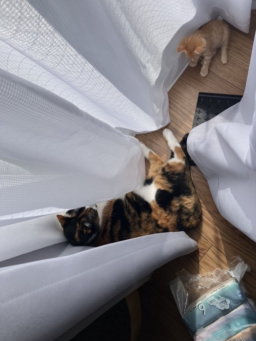 日向ぼっこする猫