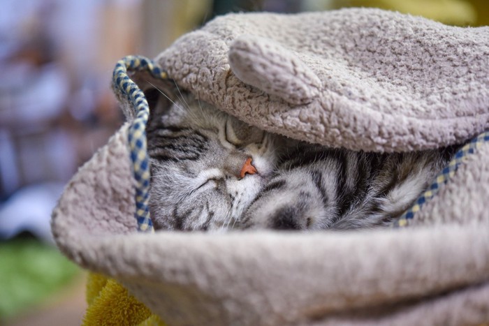 お気に入りの毛布にくるまる猫