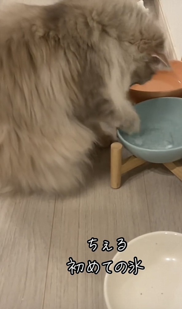 氷をつつく猫の写真2