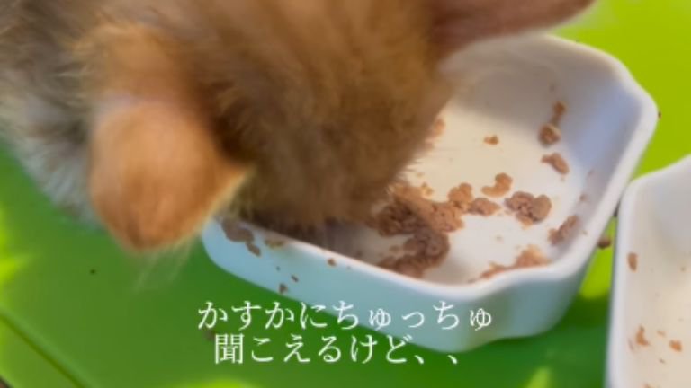 ごはんを食べている子猫