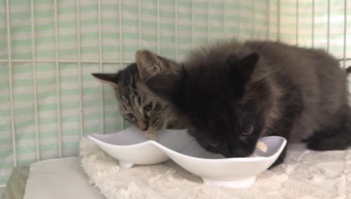 食事中のふたり