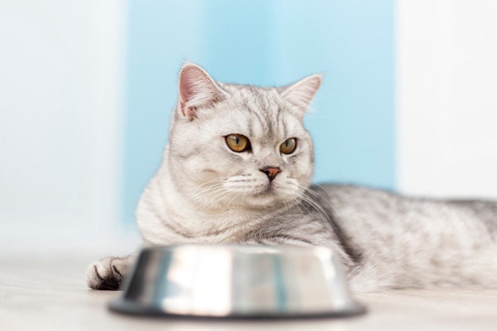 食器の前で不満げな猫