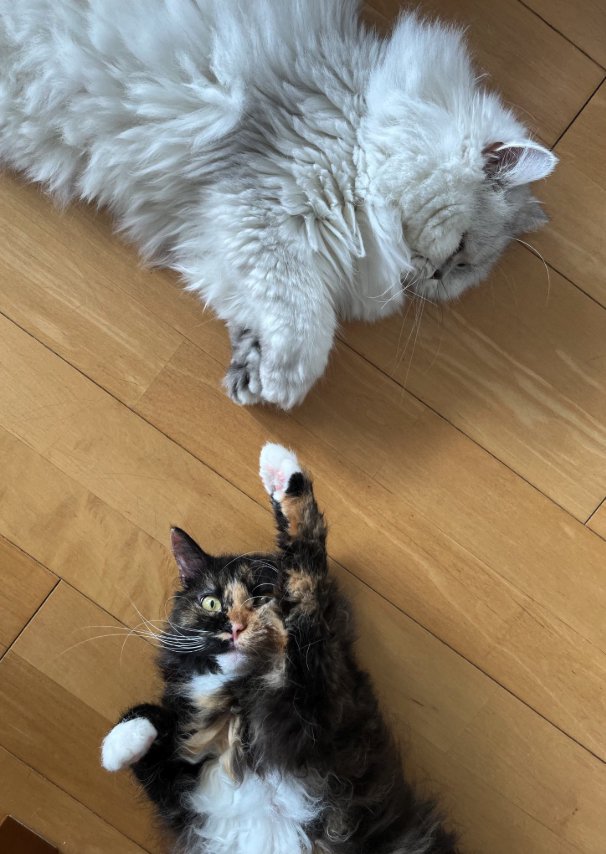 床に寝転がる2匹の猫