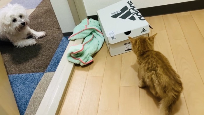 仔猫を見るビションフリーゼ