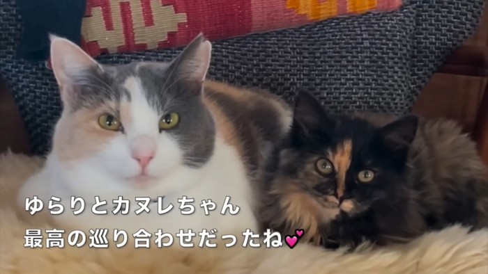 テロップ「ゆらりとカヌレちゃん～」