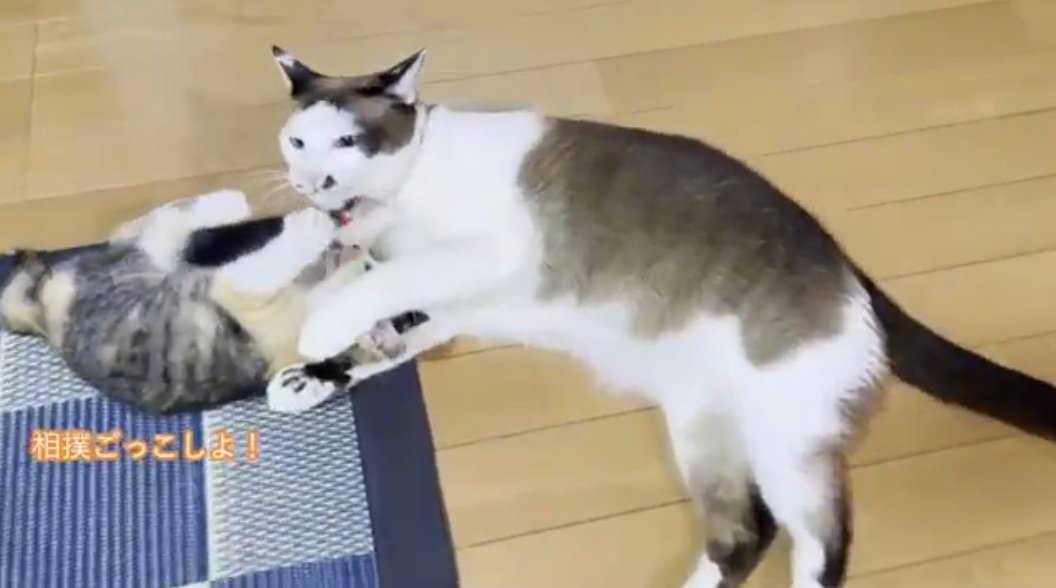先住猫と取っ組み合いで遊ぶ子猫