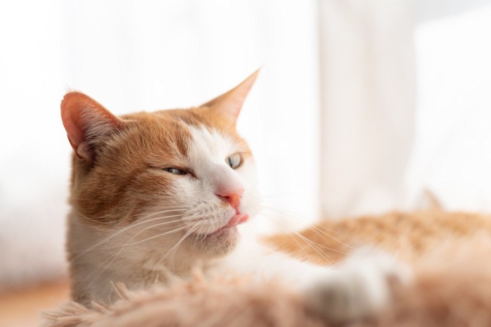 舌なめずりをしている猫