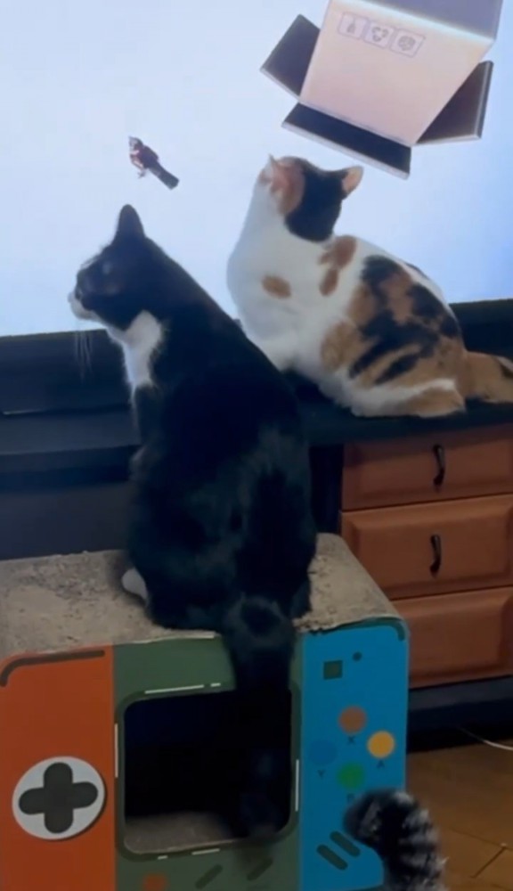 テレビ画面で遊ぶ2匹の猫2