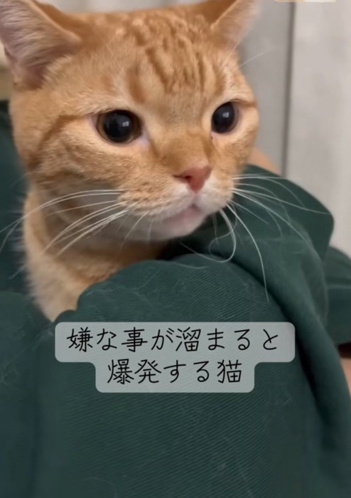 腕の中に入る猫