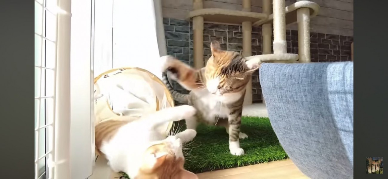 バトルを繰り広げる猫達