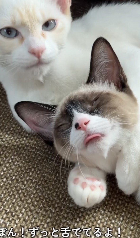 猫をなめる猫の写真2