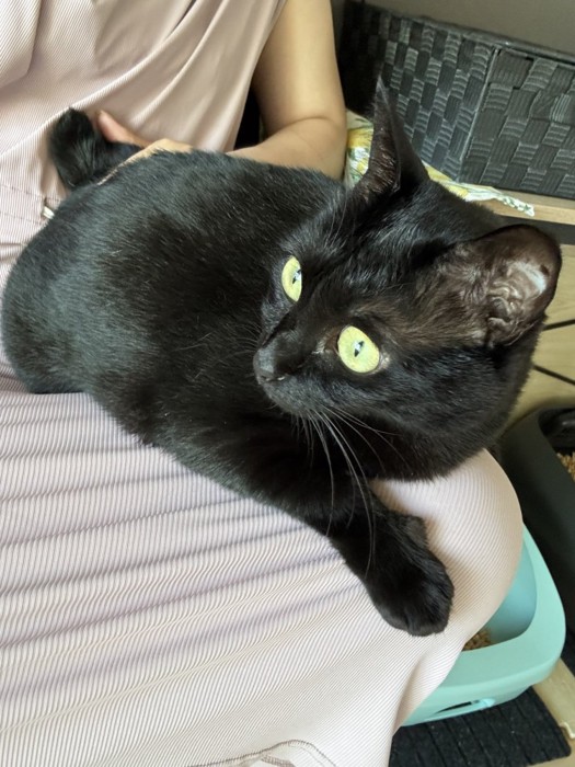 膝の上に座っている黒猫