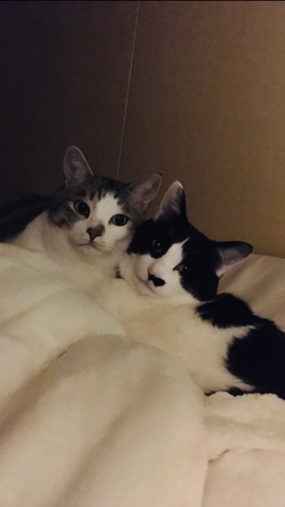 布団の上でくっつくグレー猫と黒白猫