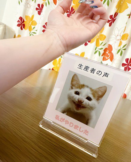 ひっかき傷がついた腕と猫の写真