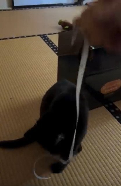 メジャーで遊ぶ猫