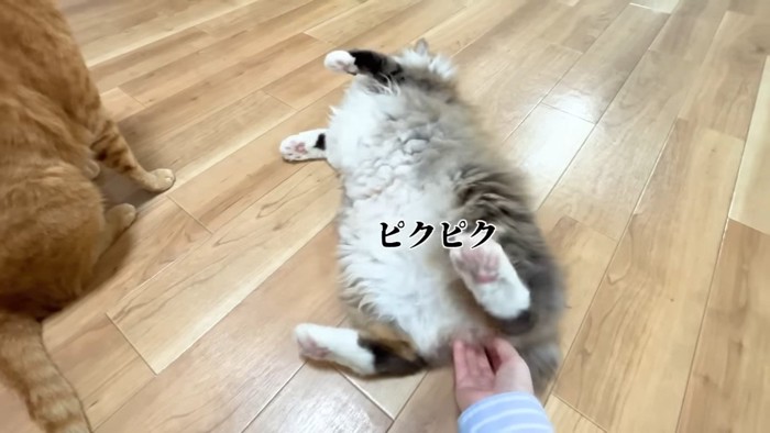 ピクピク(仰向け)