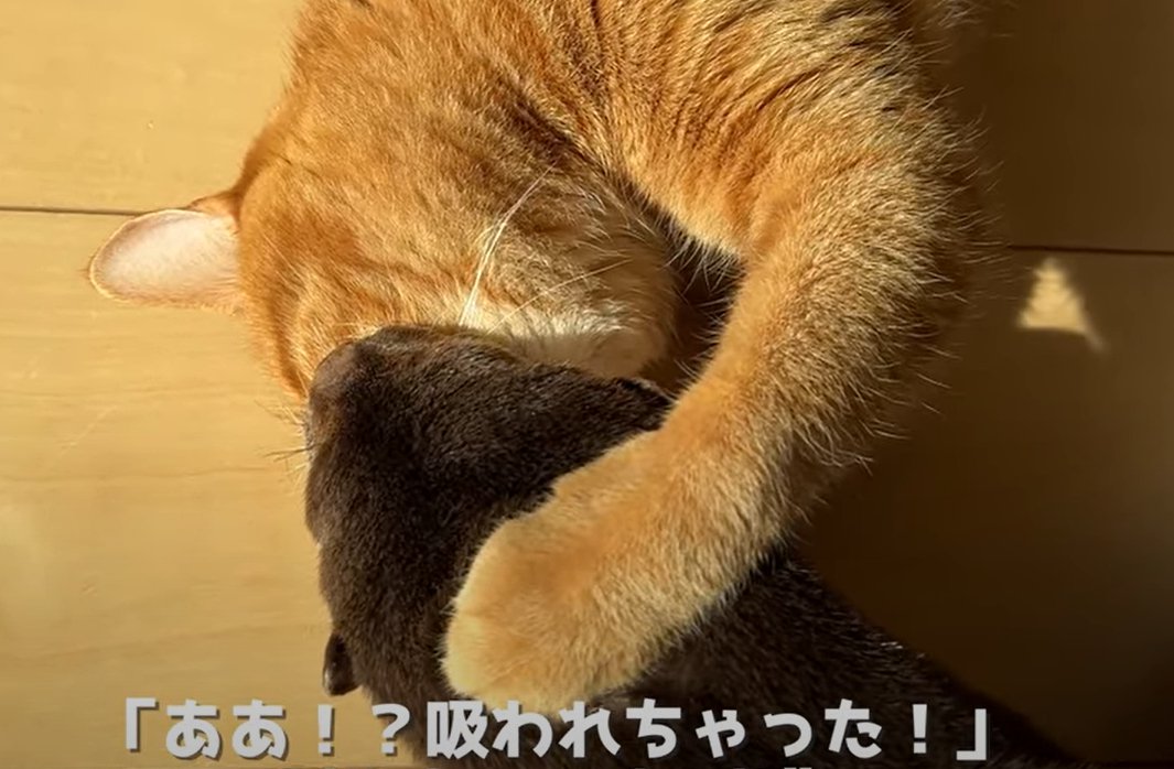 カワウソを吸う猫(あぁ!?吸われちゃった!!)