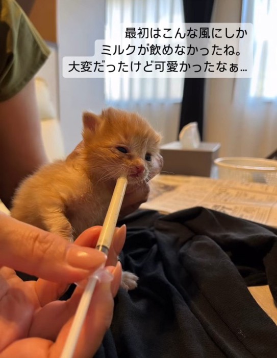 シリンジでミルクを飲む子猫